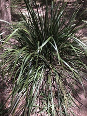Lomandra hystrix