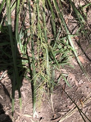 Lomandra hystrix
