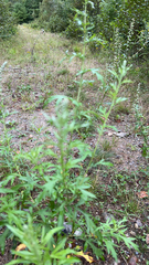 Ambrosia psilostachya