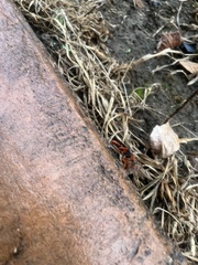 Tachypompilus ferrugineus