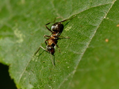 Formica rufibarbis