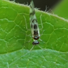 Graphopsocus