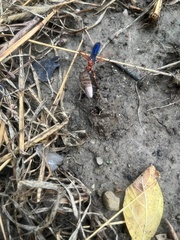 Tachypompilus ferrugineus