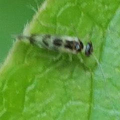 Graphopsocus