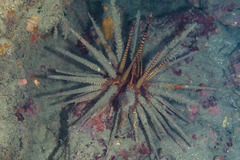 Prionocidaris baculosa