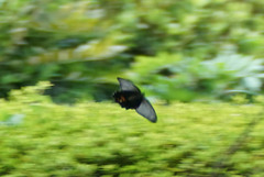 Papilio memnon thunbergii