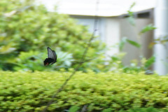 Papilio memnon thunbergii