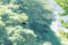 Papilio memnon thunbergii