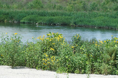 Helianthus tuberosus