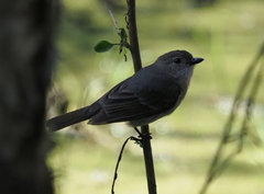 Pachycephala pectoralis