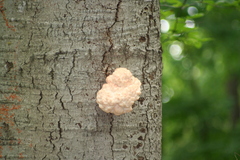 Hericium