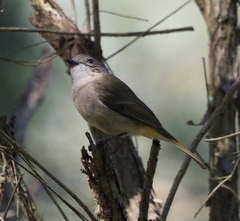 Pachycephala pectoralis
