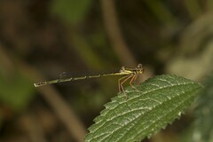 Platycnemis