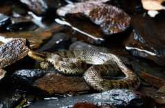 Gloydius ussuriensis