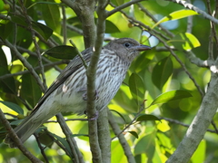 Sphecotheres vieilloti