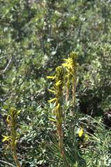 Asphodeline lutea