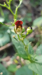 Scrophularia nodosa