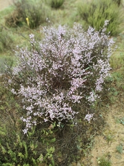 Muraltia spinosa