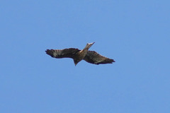 Milvus migrans lineatus