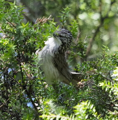 Plectorhyncha lanceolata