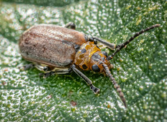 Poneridia semipullata