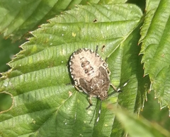 Rhaphigaster nebulosa