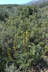 Asphodeline lutea