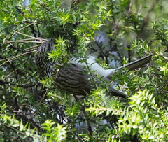 Plectorhyncha lanceolata