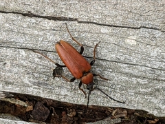 Stictoleptura rubra
