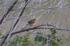 Cisticola juncidis