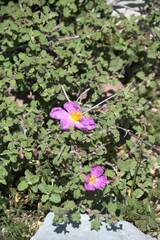 Cistus creticus