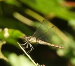 Sympetrum striolatum
