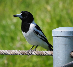 Cracticus nigrogularis
