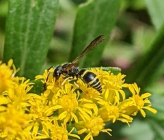 Ancistrocerus