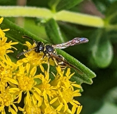 Ancistrocerus