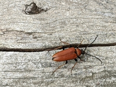 Stictoleptura rubra