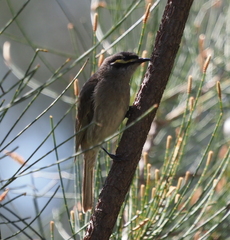 Caligavis chrysops