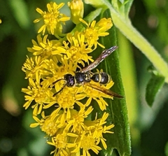Ancistrocerus