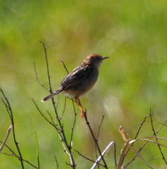Cisticola exilis