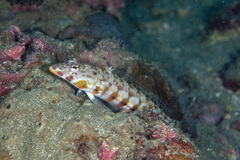 Parapercis clathrata