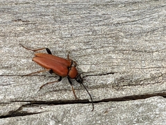 Stictoleptura rubra