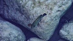 Epinephelus marginatus