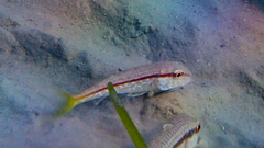 Mullus barbatus