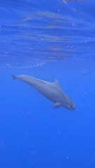 Globicephala macrorhynchus