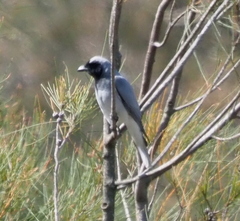 Coracina novaehollandiae