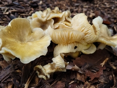 Gerronema strombodes