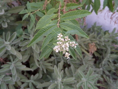 Aloysia citrodora