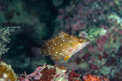 Pteragogus enneacanthus