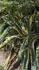 Asparagaceae