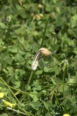 Arisarum vulgare